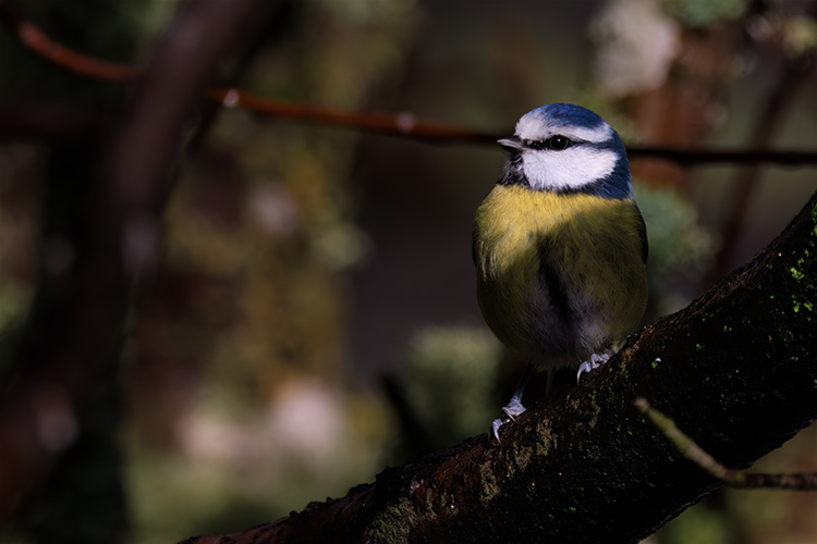 Blue tit scotland